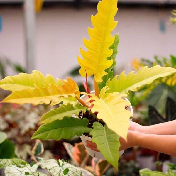 黃金火之戒蔓綠絨 ( Philodendron ‘ Golden Crocodile ’ )