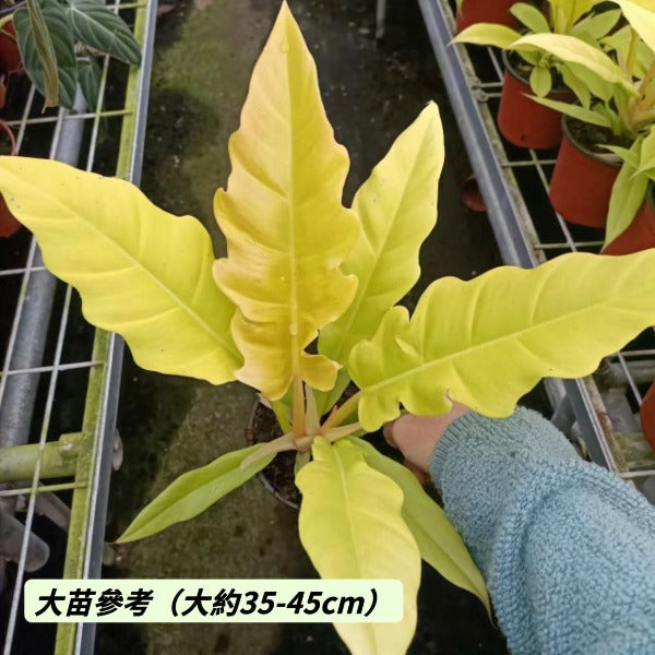 黃金火之戒蔓綠絨 ( Philodendron ‘ Golden Crocodile ’ )