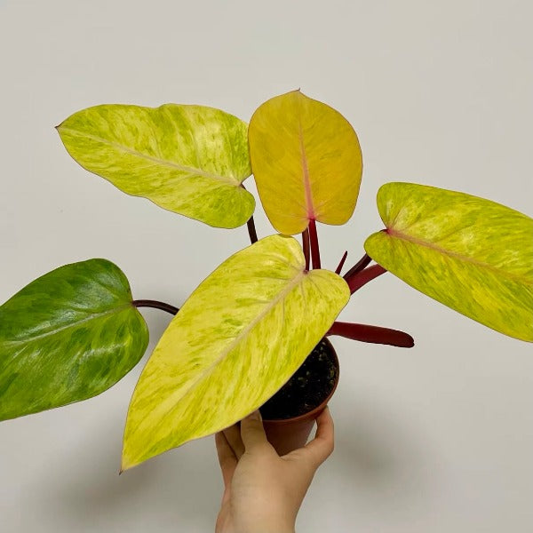 油畫女郎蔓綠絨 ( Philodendron ‘Painted Lady’ )