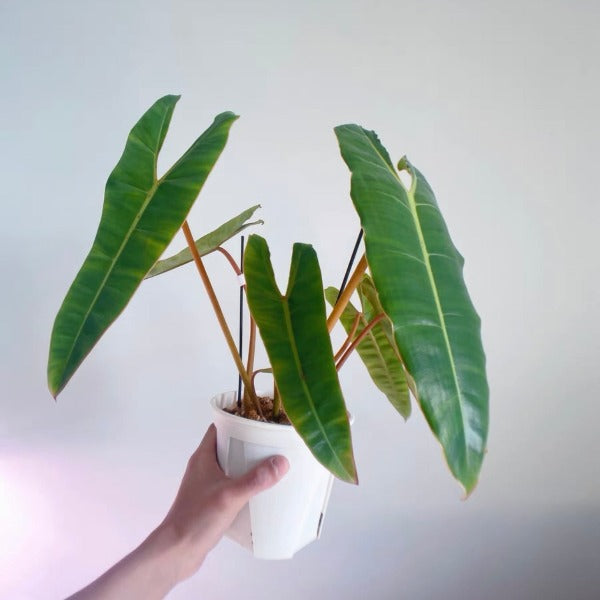 橙柄蔓綠絨 ( Philodendron billietiae ‘ Croat ’ )