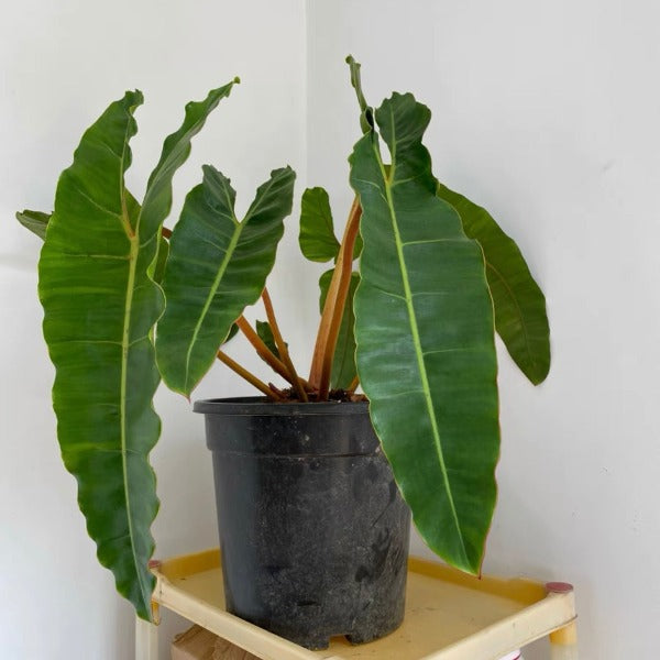 橙柄蔓綠絨 ( Philodendron billietiae ‘ Croat ’ )