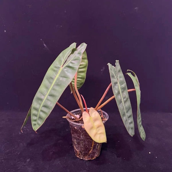 橙柄蔓綠絨 ( Philodendron billietiae ‘ Croat ’ )