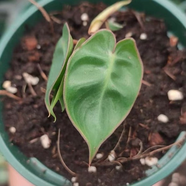 橙柄蔓綠絨 ( Philodendron billietiae ‘ Croat ’ )