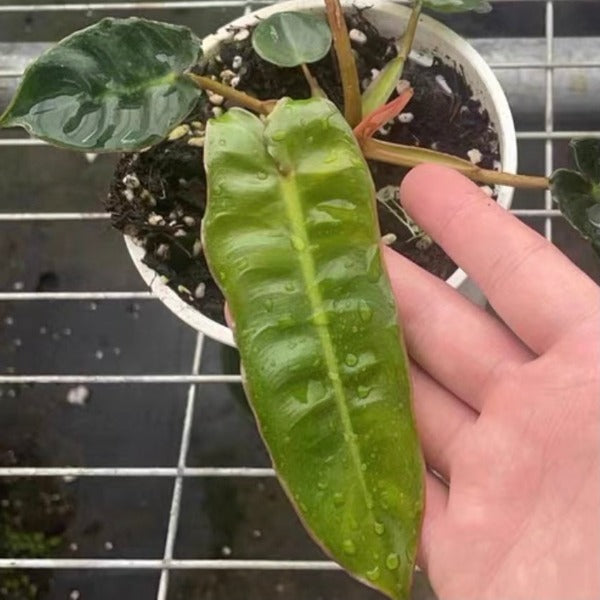 橙柄蔓綠絨 ( Philodendron billietiae ‘ Croat ’ )