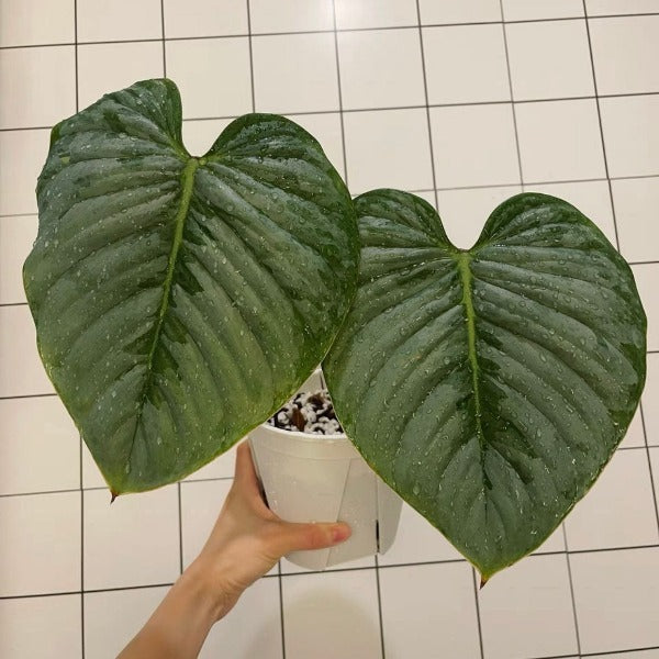 索迪羅蔓綠絨 （ Philodendron sodiroi ）