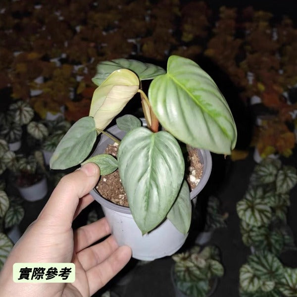 索迪羅蔓綠絨 （ Philodendron sodiroi ）