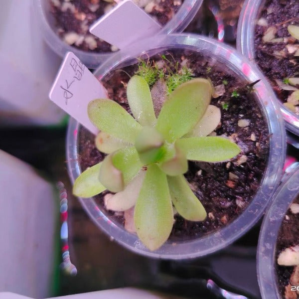 水晶捕蟲堇 Pinguicula cv crystal