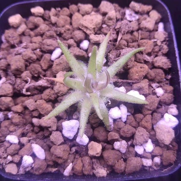 石灰岩捕蟲堇 Pinguicula gypsicola