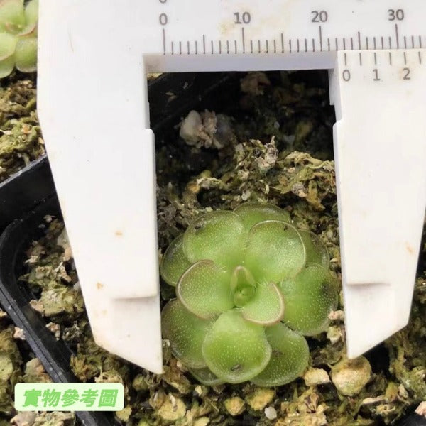 近藤捕蟲堇 Pinguicula kondoi