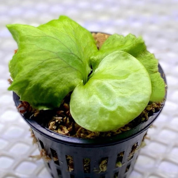 非洲猴腦鹿角蕨（Platycerium madagascariense）