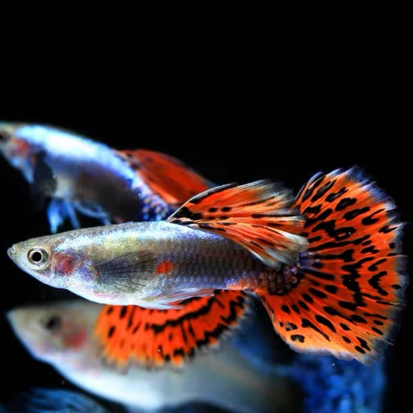 泰國大耳孔雀魚 ( Poecilia reticulata )