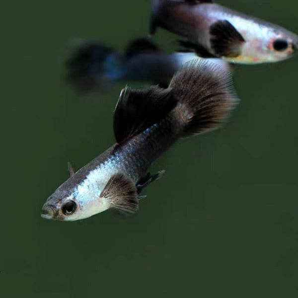 熊貓孔雀魚( Poecilia reticulata )