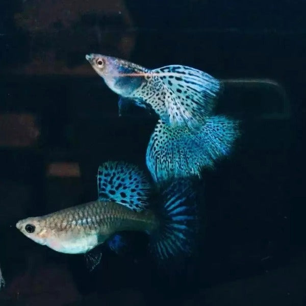 藍草尾孔雀魚 ( Poecilia reticulata )