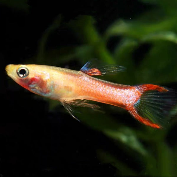 紅火蟻雙劍孔雀魚（ Poecilia reticulata ）