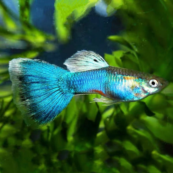 日本藍孔雀魚 ( Poecilia reticulata )