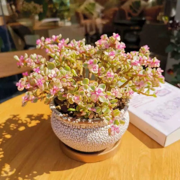 雅樂之舞 ( Portulacaria afra var.foliis-variegatis )