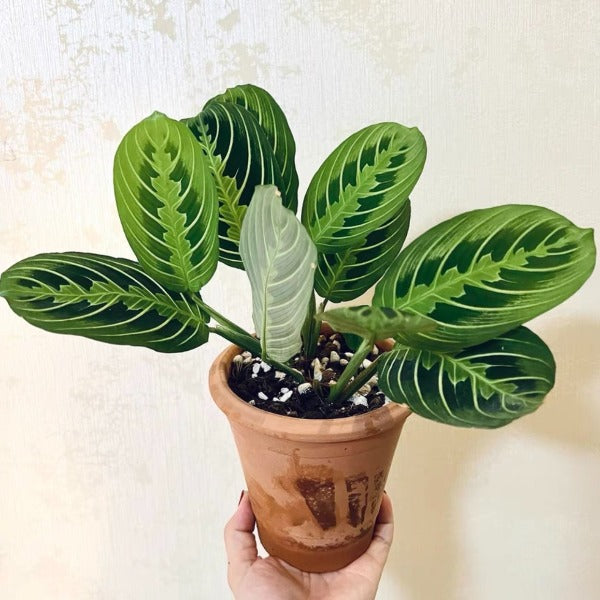 白脈葉蟬竹芋 Prayer plant（Maranta leuconeura var.）