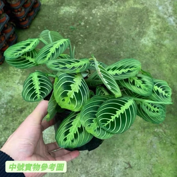 白脈葉蟬竹芋 Prayer plant（Maranta leuconeura var.）