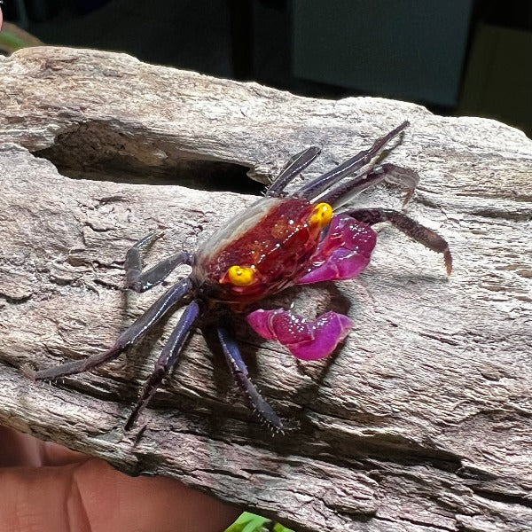 紫玉惡魔蟹 Purple Jade Vampire Crab ( Geosesarma sp. )