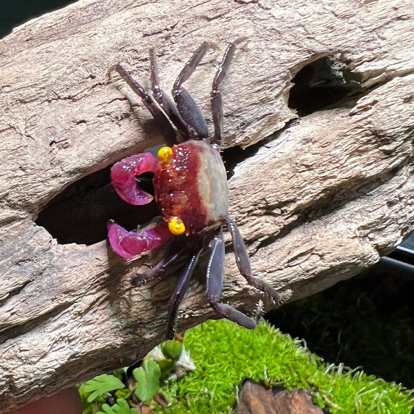 紫玉惡魔蟹 Purple Jade Vampire Crab ( Geosesarma sp. )