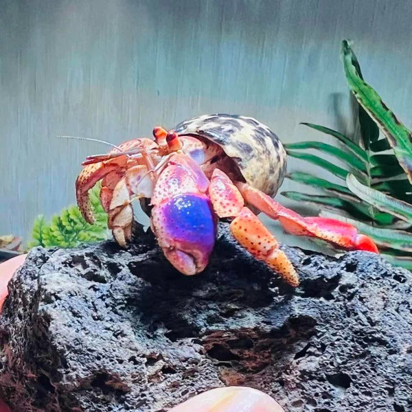 西伯利斯陸寄居蟹 Purple Pincer Land Hermit Crab ( Coenobita clypeatus )