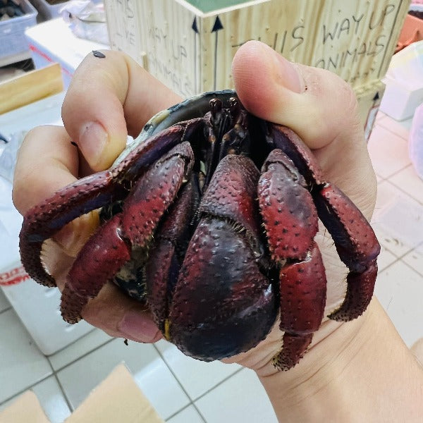 西伯利斯陸寄居蟹 Purple Pincer Land Hermit Crab ( Coenobita clypeatus )