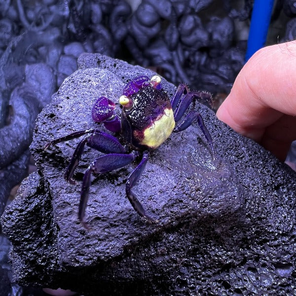 黃眼吸血鬼惡魔蟹 Purple Vampire Crab (Geosesarma dennerle)