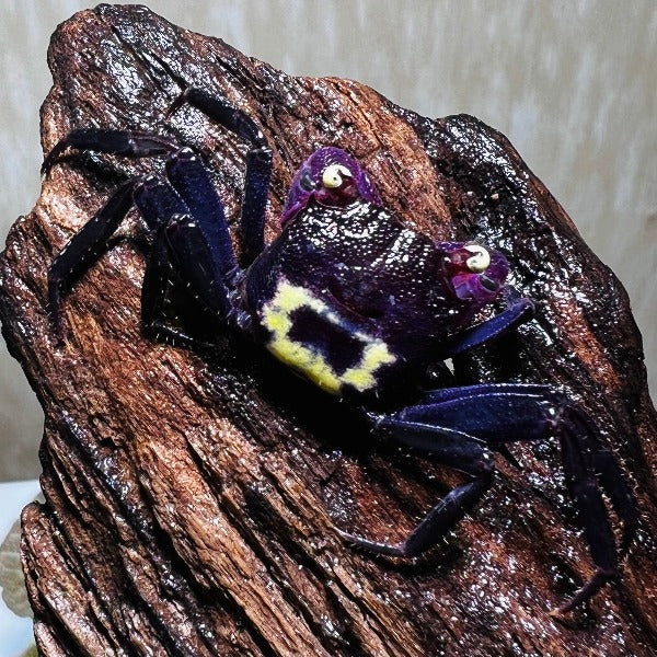 黃眼吸血鬼惡魔蟹 Purple Vampire Crab (Geosesarma dennerle)