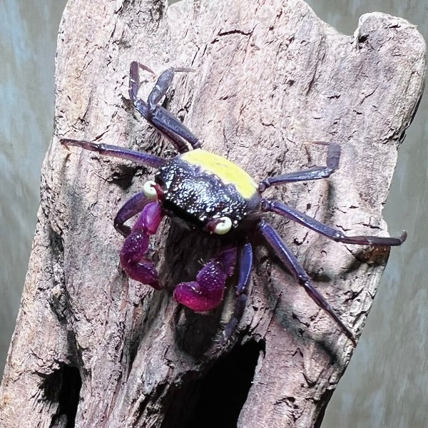 黃眼吸血鬼惡魔蟹 Purple Vampire Crab (Geosesarma dennerle)