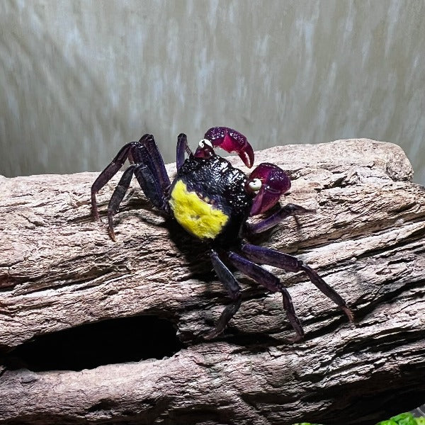 黃眼吸血鬼惡魔蟹 Purple Vampire Crab (Geosesarma dennerle)