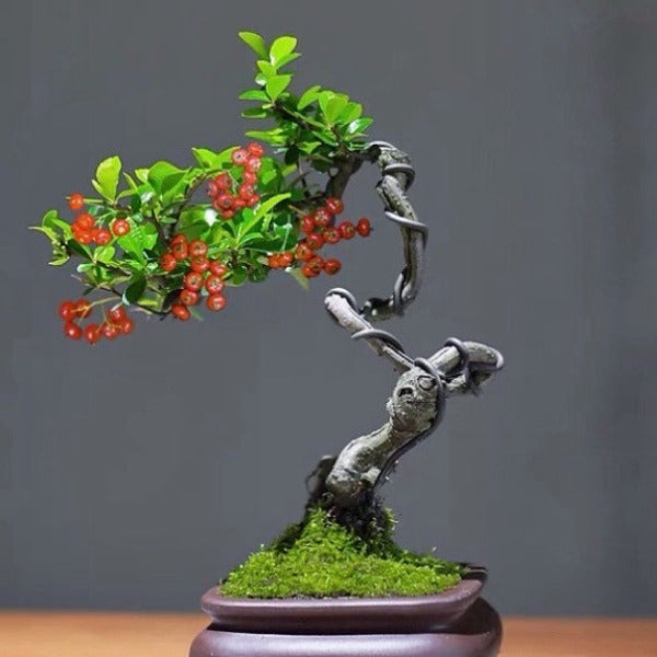 日本紅果火棘 Pyracantha angustifolia