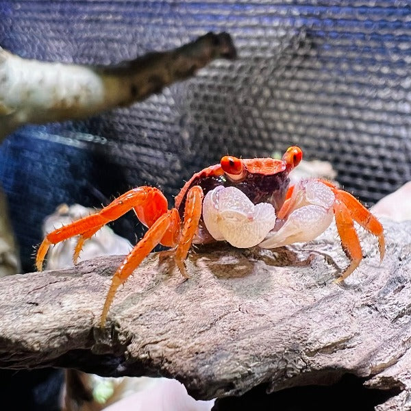 金粉惡魔蟹 Red Carnaval Crab ( Geosesarma aristocratensis )