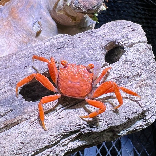 金粉惡魔蟹 Red Carnaval Crab ( Geosesarma aristocratensis )