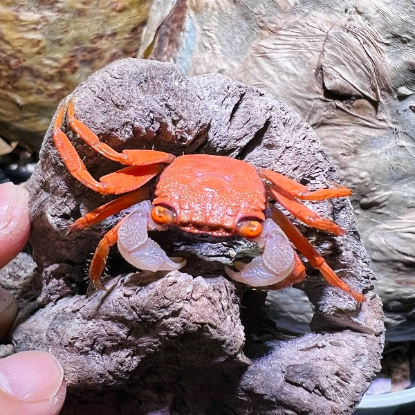 金粉惡魔蟹 Red Carnaval Crab ( Geosesarma aristocratensis )