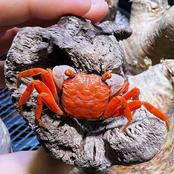 金粉惡魔蟹 Red Carnaval Crab ( Geosesarma aristocratensis )