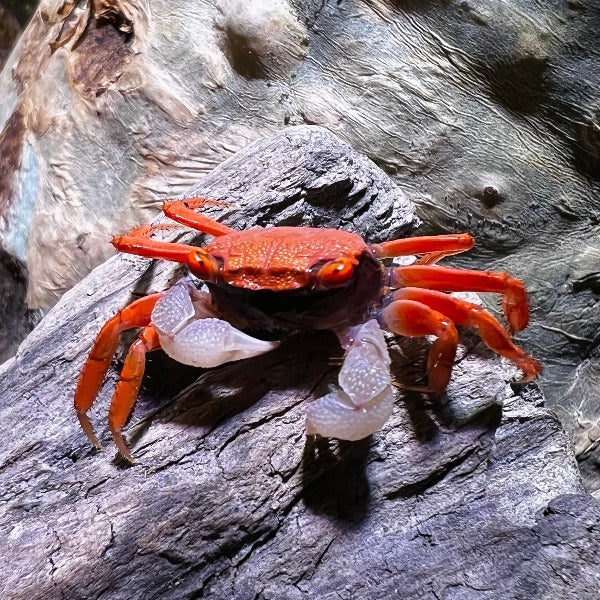 金粉惡魔蟹 Red Carnaval Crab ( Geosesarma aristocratensis )