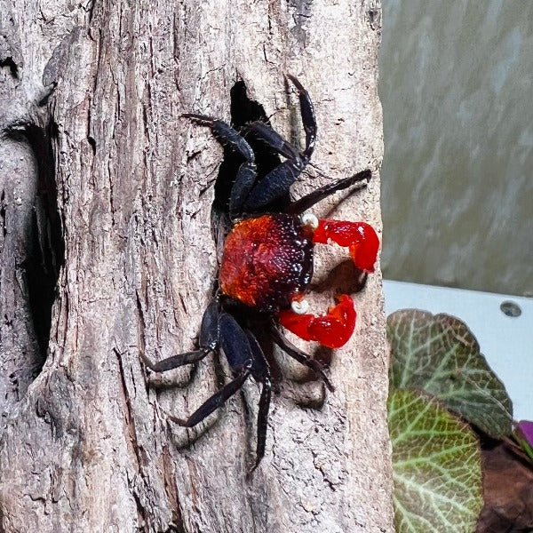 火焰惡魔蟹 Red Devil Vampire Crab ( Geosesarma hagen )