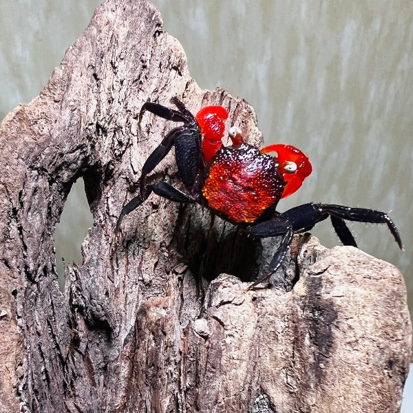 火焰惡魔蟹 Red Devil Vampire Crab ( Geosesarma hagen )