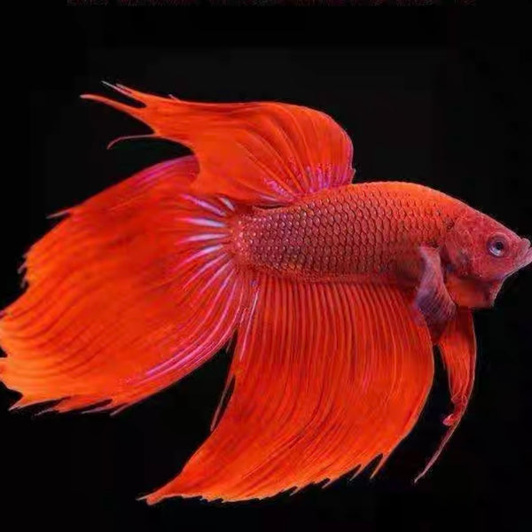 紅馬尾鬥魚 Red VT Betta ( Betta splendens )