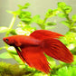 紅馬尾鬥魚 Red VT Betta ( Betta splendens )