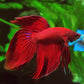 紅馬尾鬥魚 Red VT Betta ( Betta splendens )