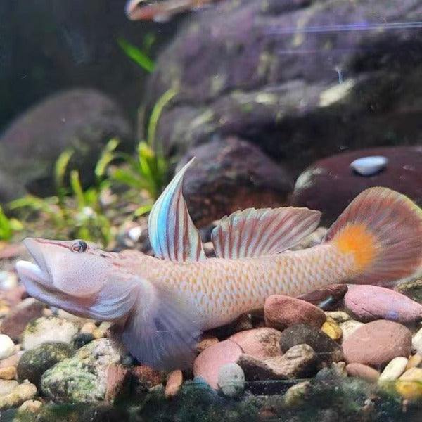 高帆褐吻蝦虎 ( Rhinogobius brunneus ) 