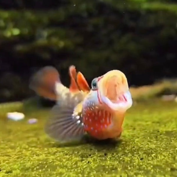 草莓吻蝦虎 ( Rhinogobius sp. )