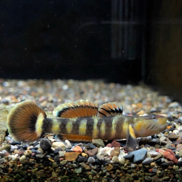 虎斑吻蝦虎（ Rhinogobius sp. ）