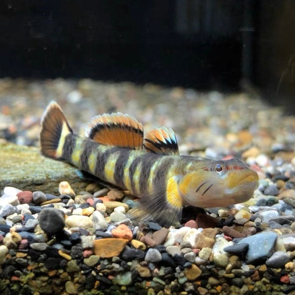 虎斑吻蝦虎（ Rhinogobius sp. ）