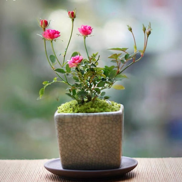 紫紅微型月季 （Rose Miniature '  Fuchsia ' ）