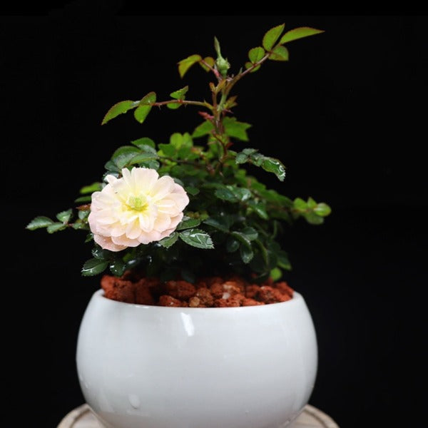 雪球微型月季 （Rose Miniature '  Snow Ball ' ）