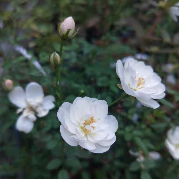 雪球微型月季 （Rose Miniature '  Snow Ball ' ）