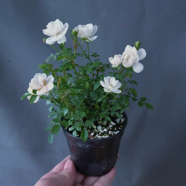 雪球微型月季 （Rose Miniature '  Snow Ball ' ）