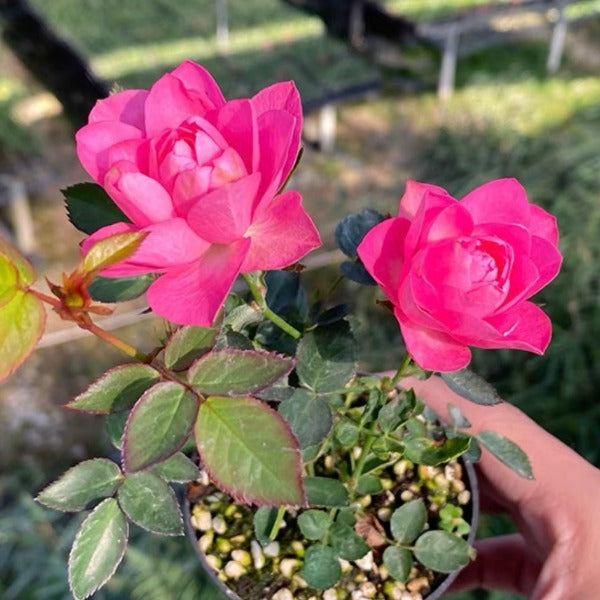 繁星微型月季 （Rose Miniature '  Stars ' ）